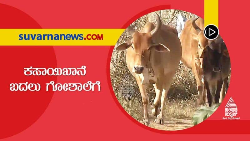 70 Cattle Rescued From Going To Slaughter House in Chikkamagaluru grg