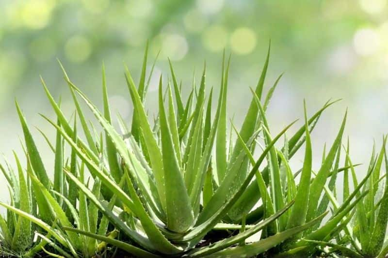 aloevera plant astro remedies vastu tips good luck financial benefits suh