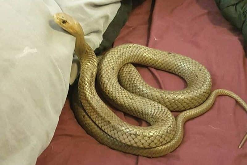 Successful Surgery For Cobra Snake Rescuers Efforts Draws Praise akb