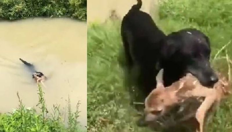 Dog saves drowning deer