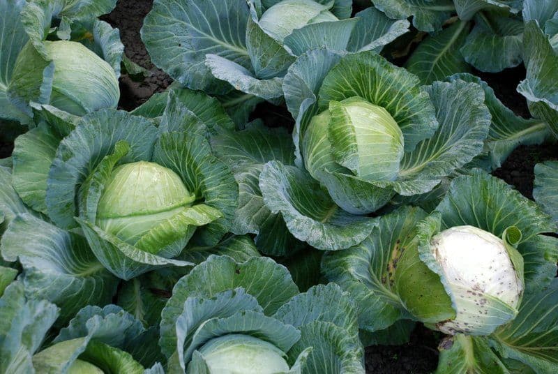 Here are the health benefits of eating cabbage regularly!