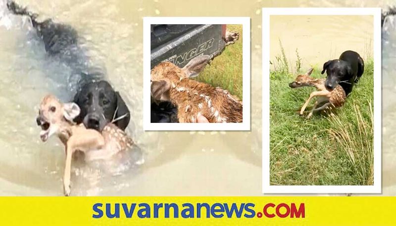 Dog Saves Baby Deer From Drowning akb