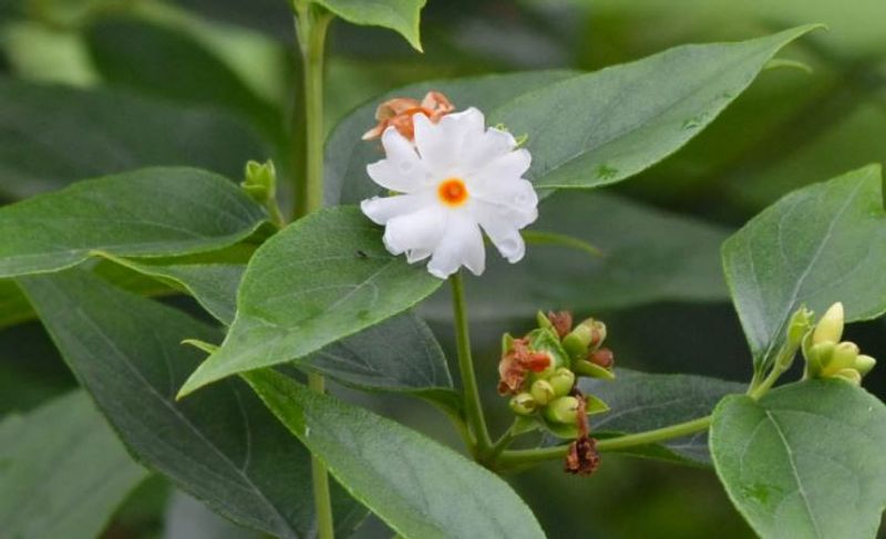 Everything You Need to Know About pavizhamalli flower