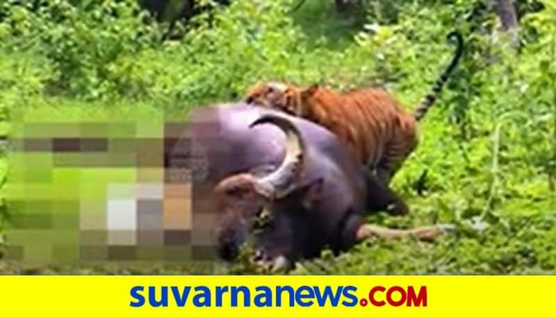 Tiger chasing Bison captured in camera in Bandipura hls