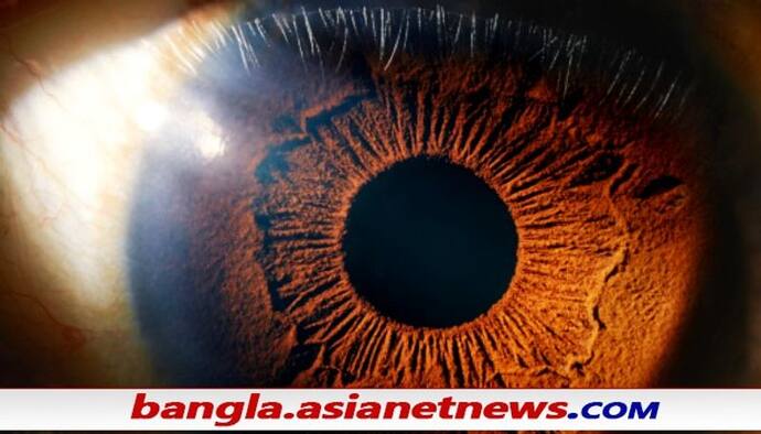 Eyes Can Predict Death: চোখ কি মৃত্যুর পূর্বাভাস দিতে পারে, অস্ট্রেলিয়ার বিজ্ঞানীরা বলছেন 'হ্যাঁ'