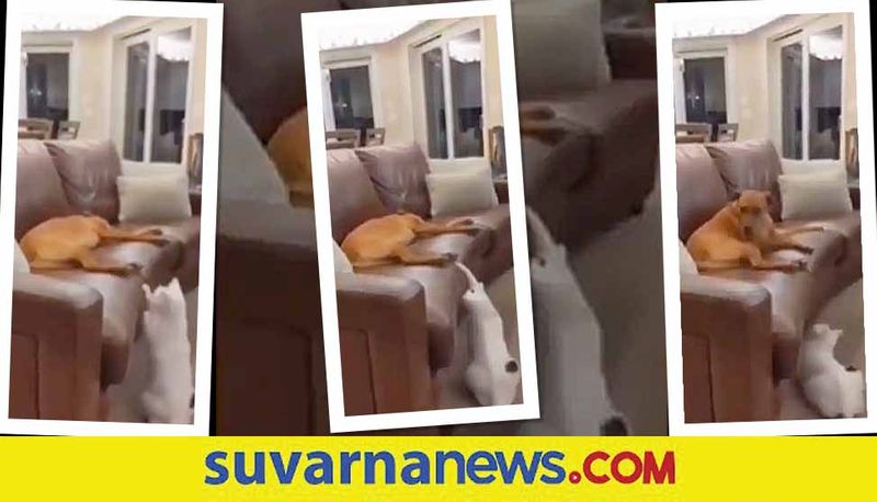 cat playing with sleeping dog video goes viral akb