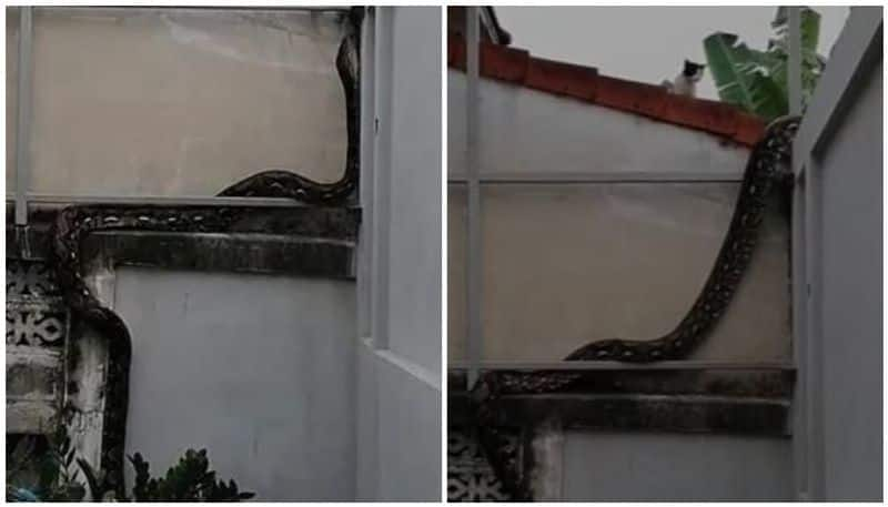 Huge Snake Slithers Up A Wall In Hair Raising Video