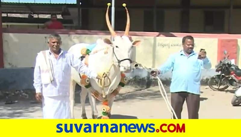 chikkamagalur Farmers Buys Hallikar Breed Bull For Rs 8 Lakh akb