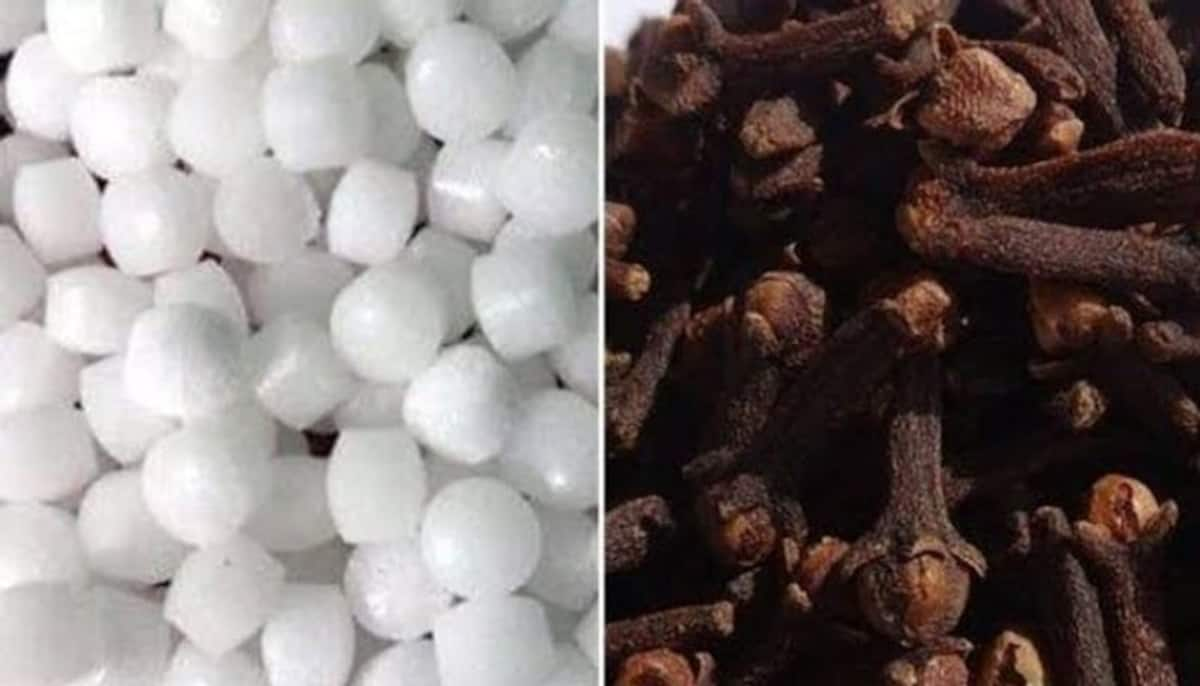 benefits of burning camphor and cloves: கற்பூரம் மற்றும் கிராம்புகளை இப்படி  யூஸ் பண்ணுங்க.. இனி பணத்திற்கு பஞ்சம் இருக்காது!