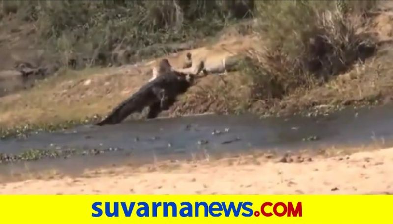 Lioness Fights Over Prey With Crocodile In Water watch viral video akb