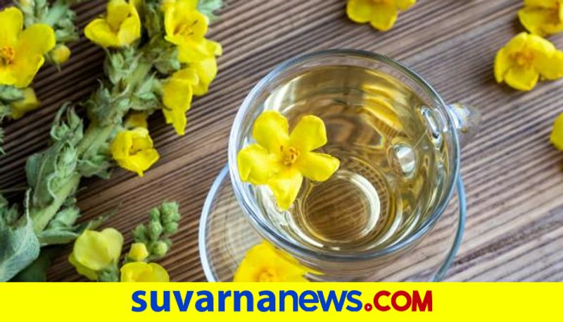 Special Mullein Tea Health Benefits