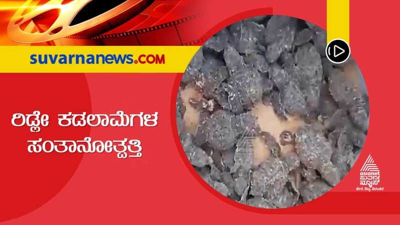 Turtle hatching eggs in beaches of Ankola in Uttarakannada hls