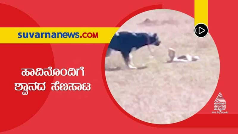 Dog fights with cobra in Sakaleshapura of Hassan district hls