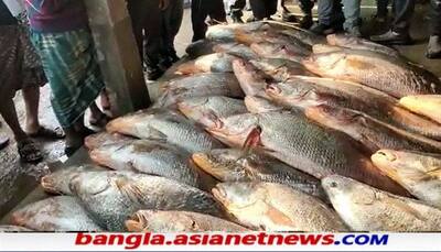 দিঘা মোহনায় মৎসজীবীদের জালে কয়েক কোটি টাকার ভোলা, খুশির হাওয়া মেদিনীপুরে