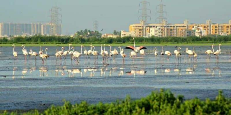 Anbumani requested to declare the ECR area as a protected bird habitat KAK