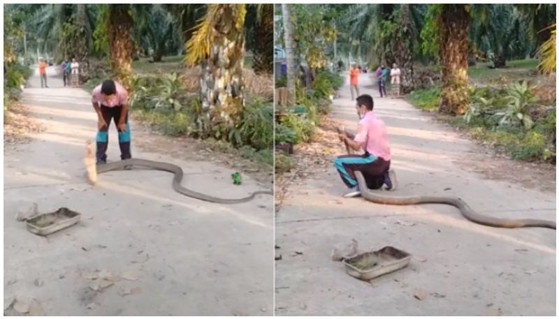 Man Catches Massive King Cobra With Bare Hands