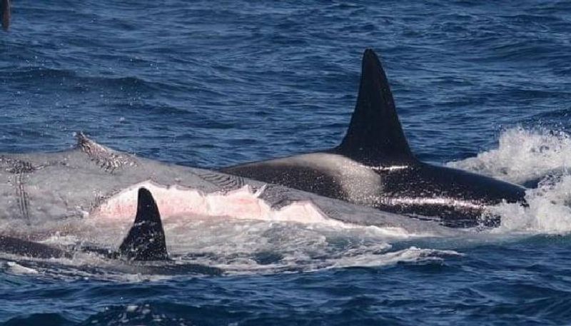 Orcas killing blue whale at Australia