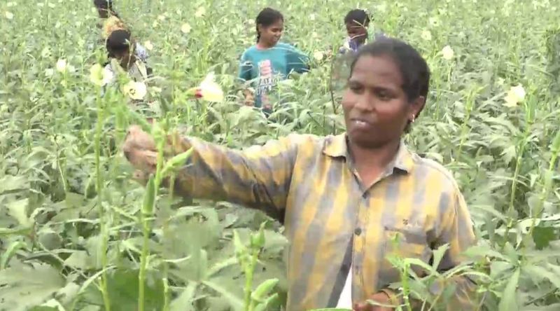 নিত্য সঙ্গী আর্থিক অনটন, নিট পাশ করে 'স্বপ্ন' ভুলে কৃষিকাজে মন মাদুরাইয়ের পড়ুয়ার