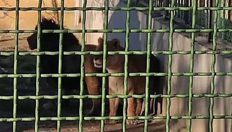 lioness killed keeper and escaped from zoo with its mate