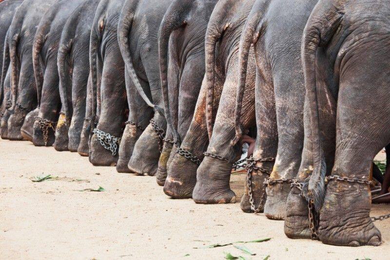 how  proposed changes to Wildlife Protection Act affect elephant trade