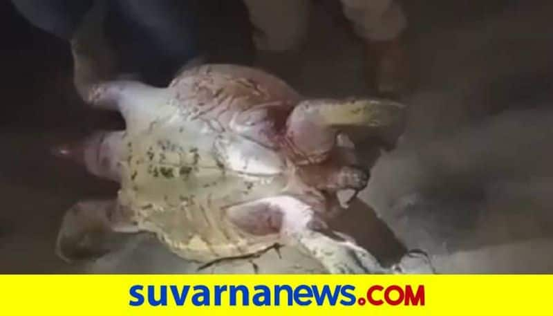 Ridley Sea Turtle Found Dead at Honnavar Beach in Uttara Kannada grg