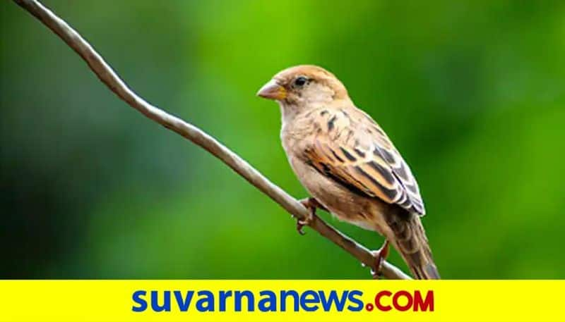 Importance of World Sparrow Day 2023