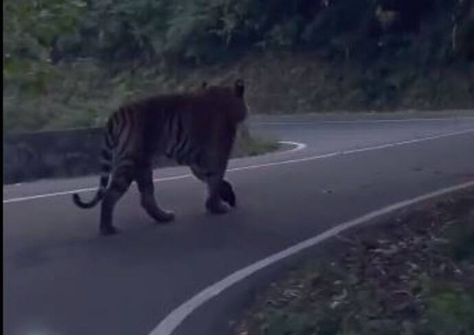 रॉयल अंदाज में नेशनल हाईवे पर घूमता दिखा बाघ, पलभर में आंखो से हो गया ओझल, देखिए हैरान करने वाला ये वीडियो