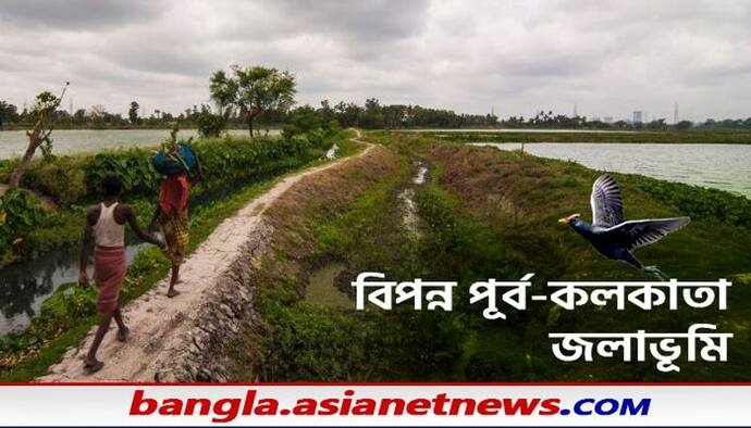 World Wetland Day 2022: পূর্ব কলকাতা জলাভূমিকে বাঁচাতে লাগবে মানবিক উদ্যোগ, লিখছেন ধ্রুবা দাশগুপ্ত