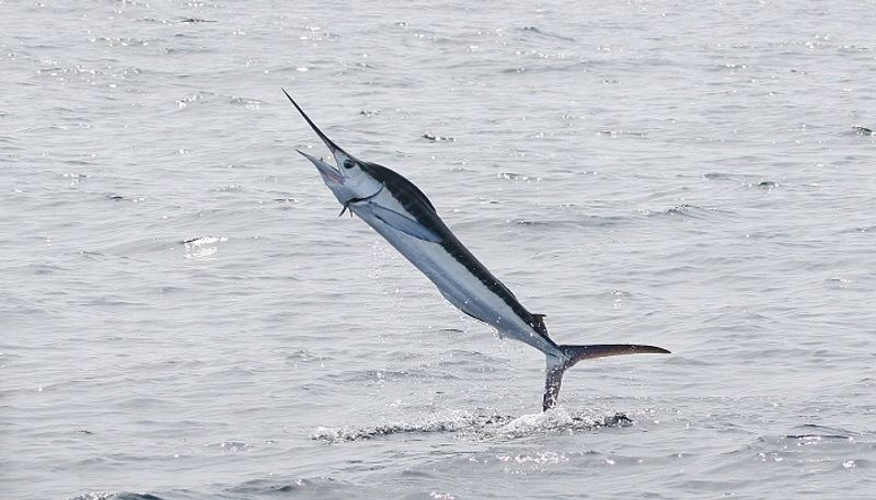 Vizag fisherman killed by marlin in deep sea