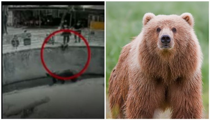 Mother Drops three year old Child Into bear cage