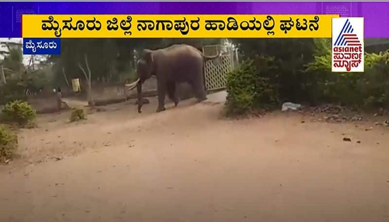 Tusker Enters Govt School Premises in Mysuru Creates Panic mah