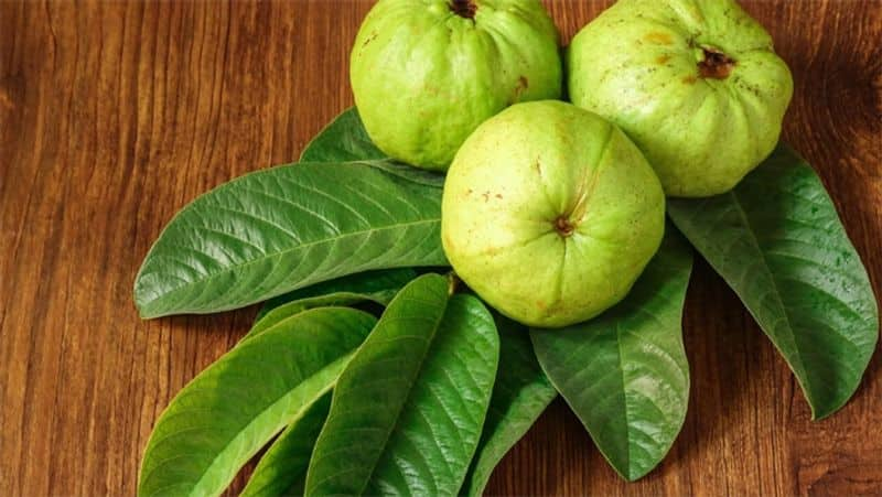 drinking guava leaf tea benefits 