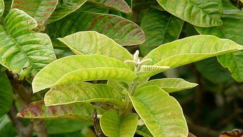 guava leaves benefits in tamil 