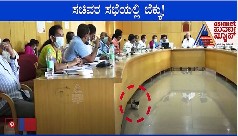 Cat At Ministers Meeting Draws Attention in Ramanagara mah