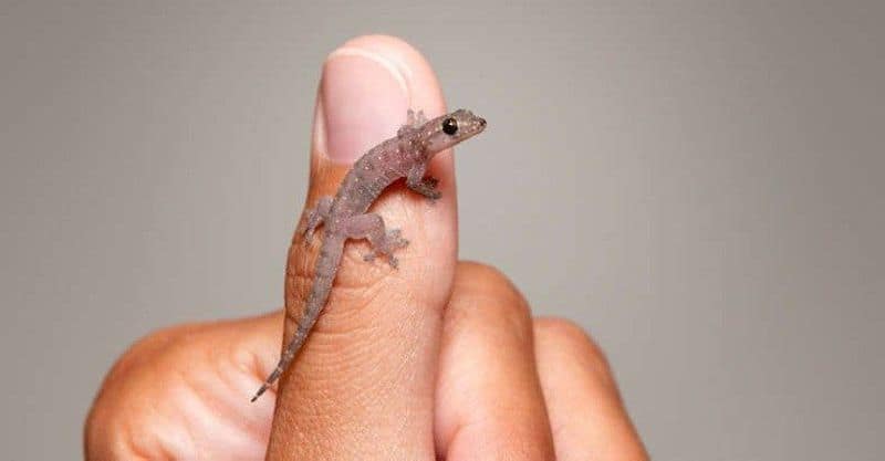 Lizard Falling on food hubballi hotel owner Rs. 90,000 relief to customers gow