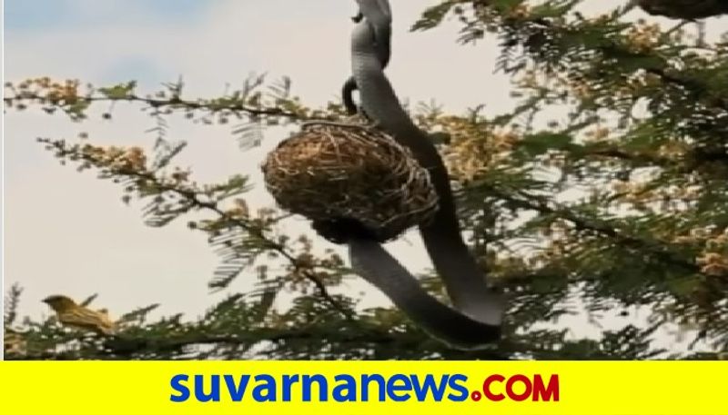 mother Bird Fights Off Snake Trying To Steal Eggs From Her Nest video viral akb