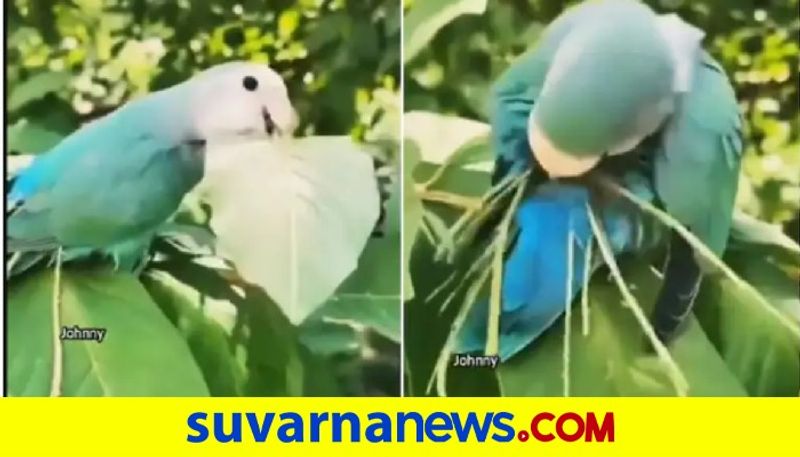 bird stuffed sticks in its tail for making its nest watch viral video akb