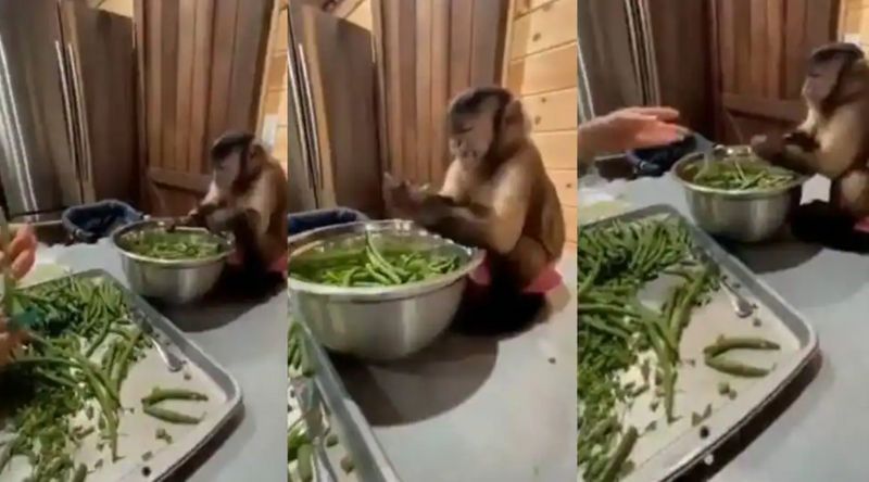 Video of monkey helping woman cut vegetables