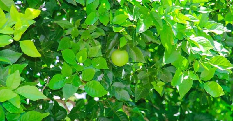 Benefits of Planting Koovalam Tree at Home