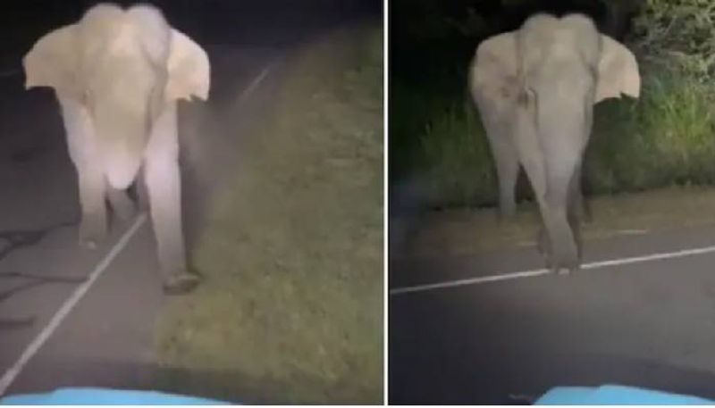 a tiktok user harasses wild elephant