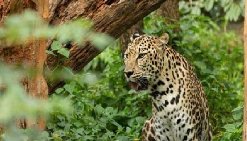 Leopard found in many places of Chitradurga district gow