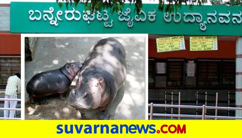 No place for more than 4 hippopotamuses at Bannerghatta Biological Park in Bengaluru mnj