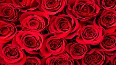 Happy Rose Day: अपनों को करना चाहते हैं रोज डे विश, तो इन मैसेज, स्टेट्स और फोटो से बनाएं उनका दिन खास