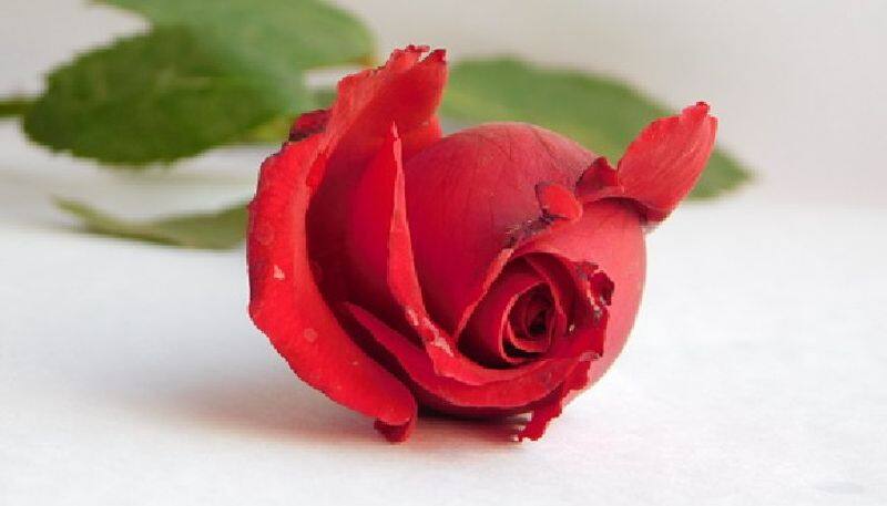 Happy Rose Day 2024 wishes, romantic messages, Facebook/WhatsApp status to share RBA