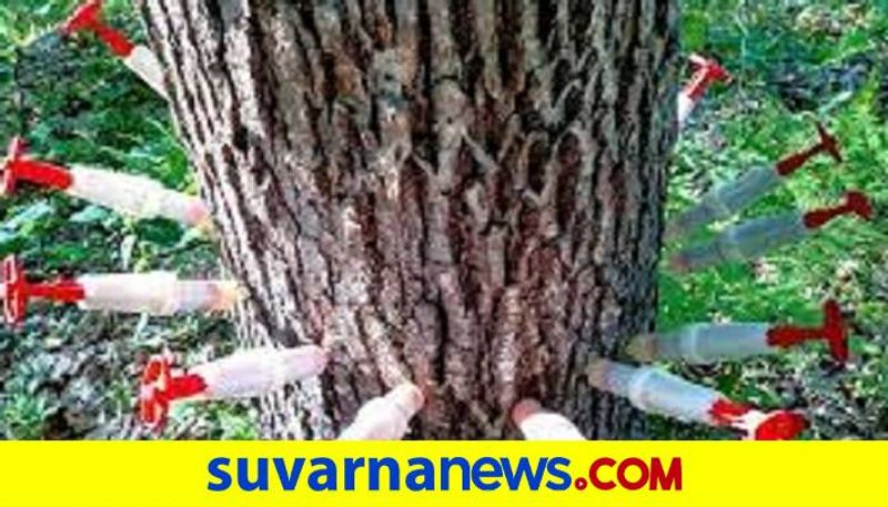 House Owner Poison to Tree in Bengaluru grg