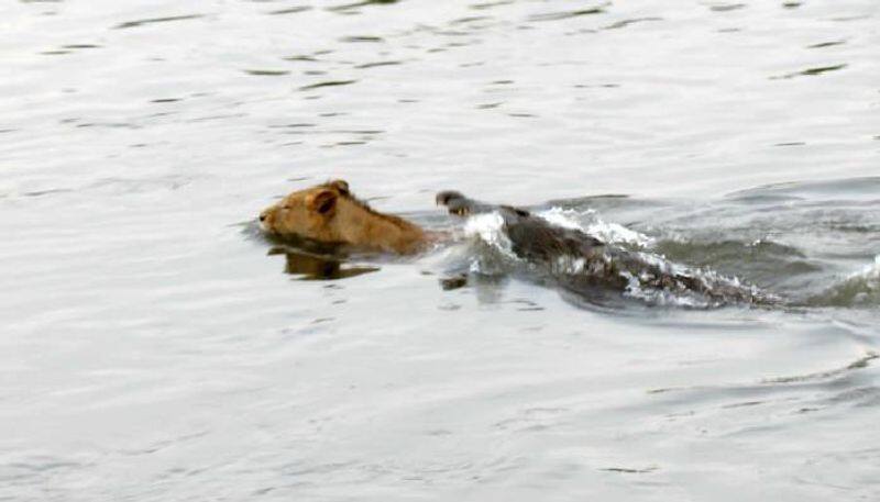 crocodile attacks lion