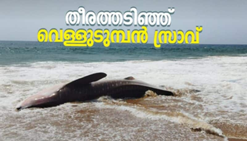 Whale shark off thiruvananthapuram coast