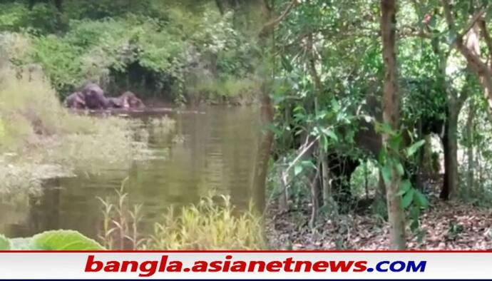 ফের হাতির হানা পুরুলিয়ার ঝাড়খন্ড সীমান্তবর্তী বাঘমুন্ডি এলাকায়, নষ্ট বিঘের পর বিঘে জমির ফসল