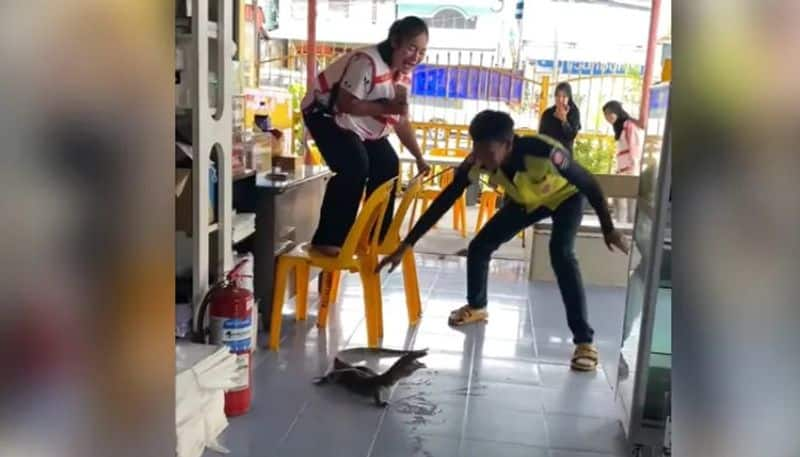 Woman Climbs Chair Ends Up In Tears After Spotting Monitor Lizard In Restaurant