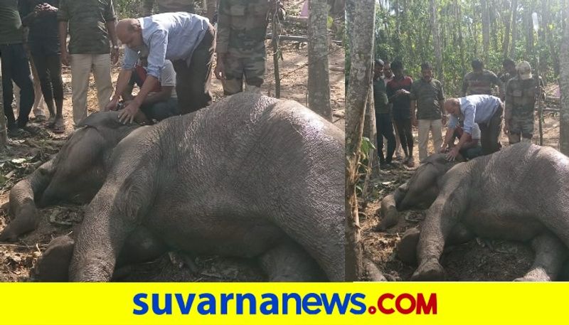 Treating a sick wild elephant at Nanjarayapatna gvd